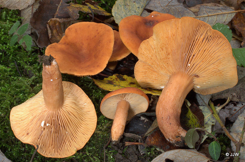 Lactarius fulvissimus